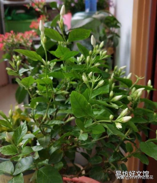 这两株茉莉还可以生长吗?