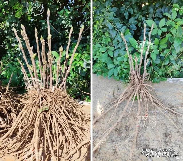 新栽牡丹留几个花苞好?