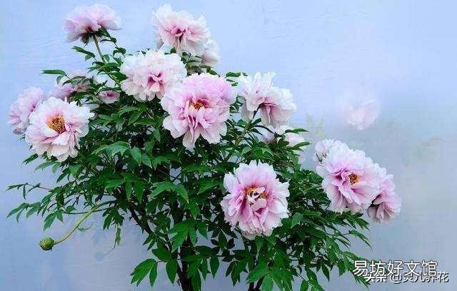 新栽牡丹留几个花苞好?