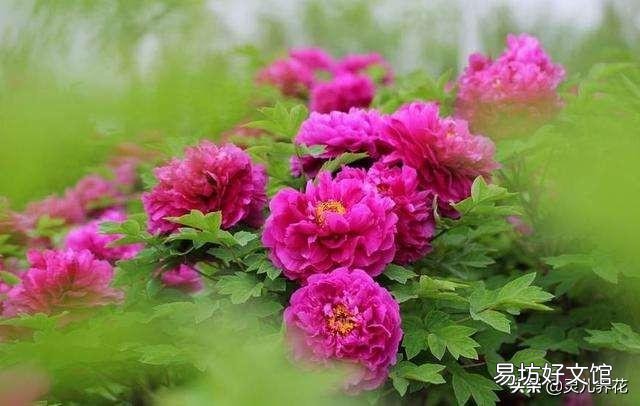 新栽牡丹留几个花苞好?