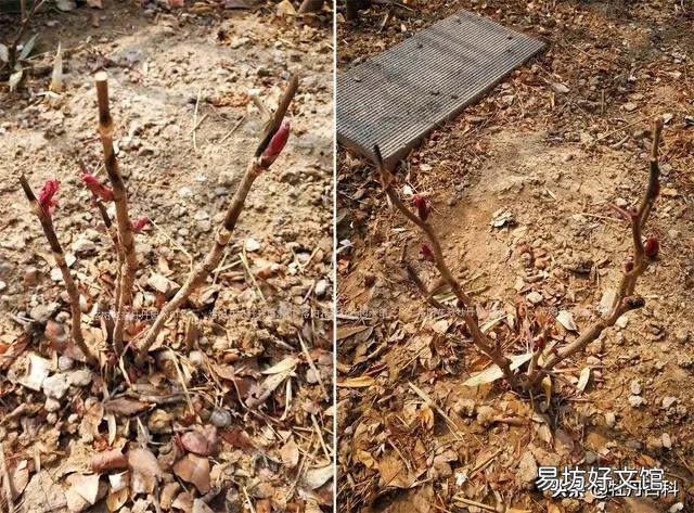 新栽牡丹留几个花苞好?