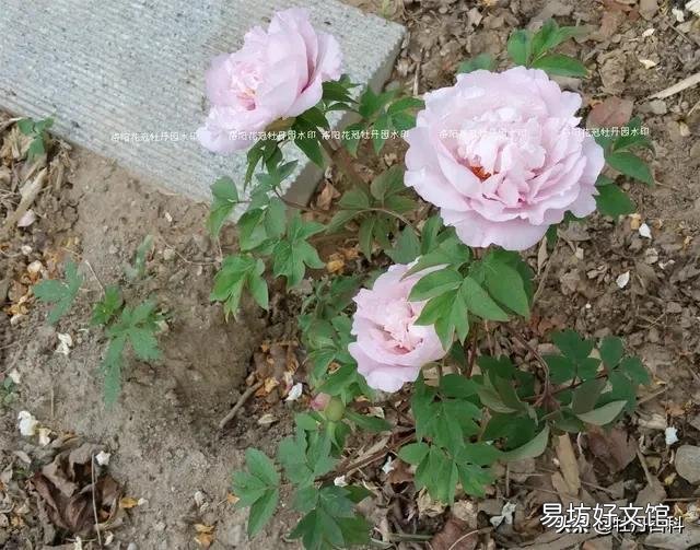 新栽牡丹留几个花苞好?
