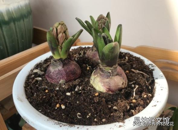 风信子开败了适合剪掉吗?