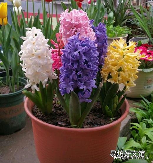 风信子开败了适合剪掉吗?