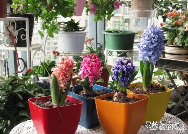 风信子开败了适合剪掉吗?