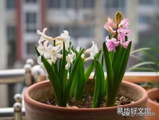 风信子开败了适合剪掉吗?