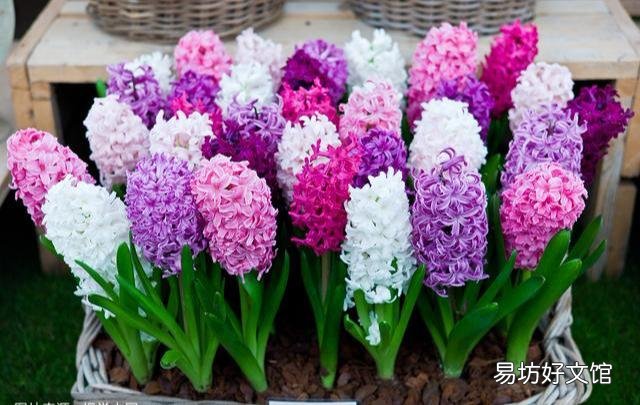 风信子开败了适合剪掉吗?