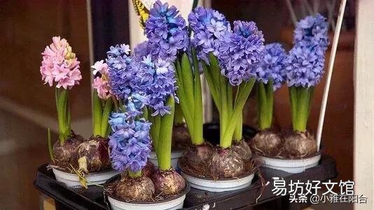 风信子开败了适合剪掉吗?