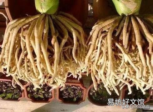 君子兰用大鱼缸能养吗？怎么样？