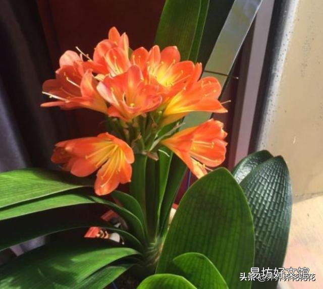 君子兰用大鱼缸能养吗？怎么样？