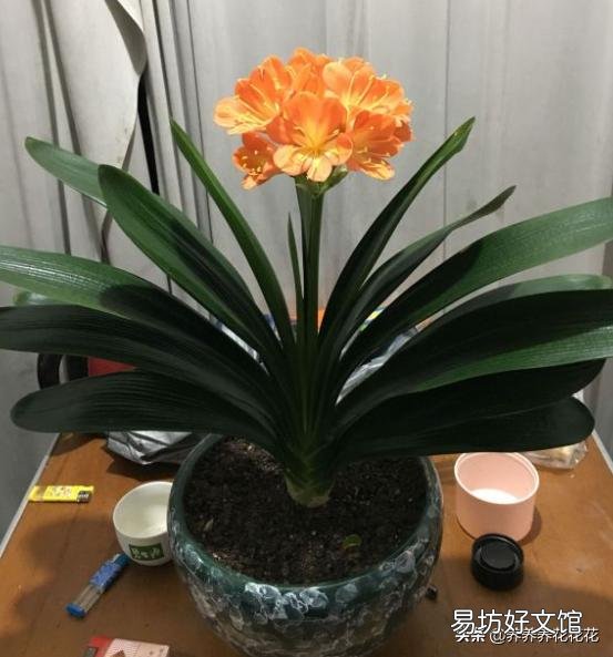 君子兰用大鱼缸能养吗？怎么样？