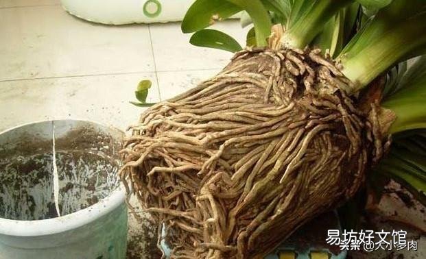 君子兰用大鱼缸能养吗？怎么样？