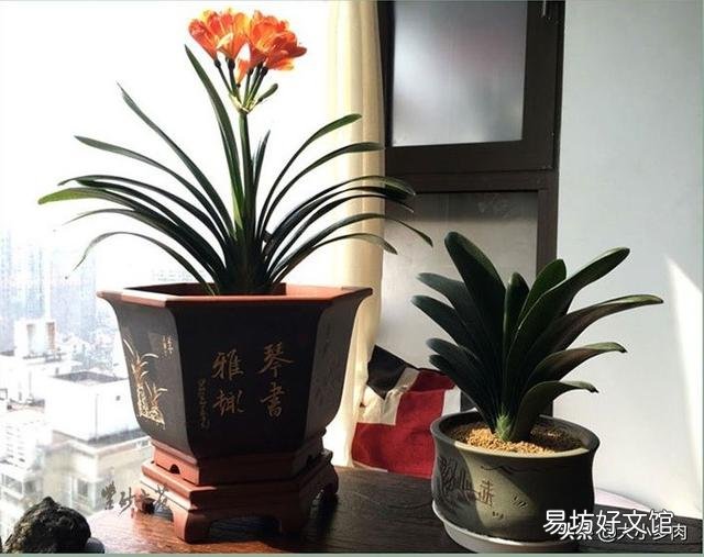 君子兰用大鱼缸能养吗？怎么样？