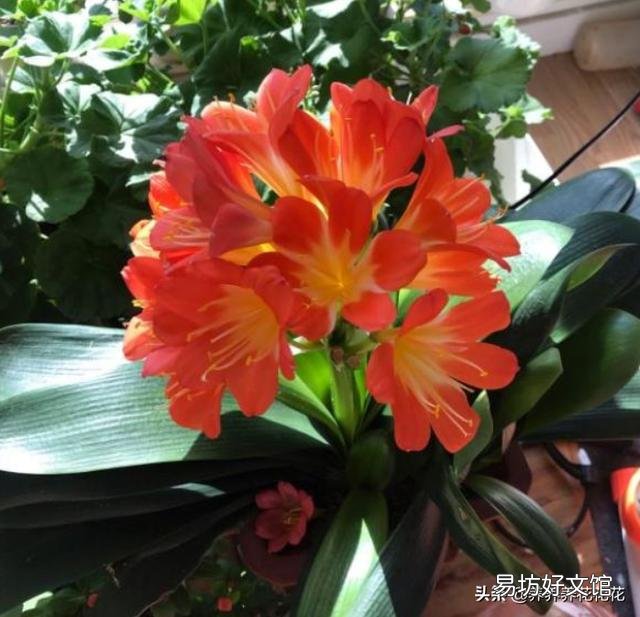 君子兰用大鱼缸能养吗？怎么样？