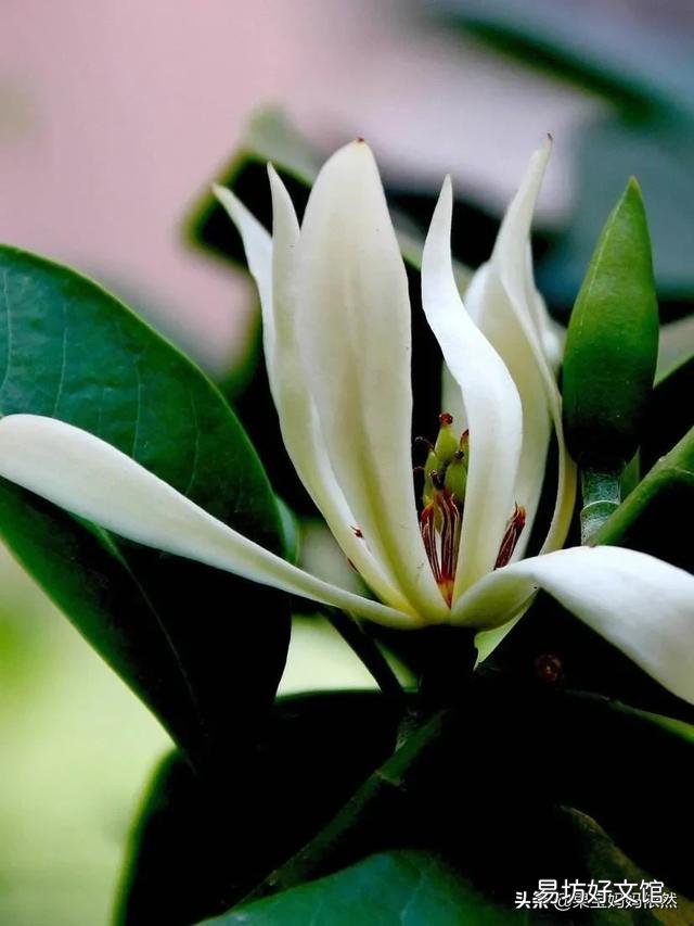 白兰花如何养护才能开花多又美?