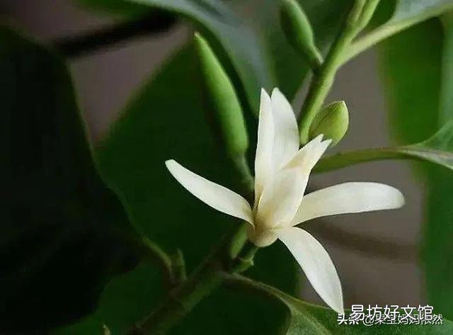 白兰花如何养护才能开花多又美?
