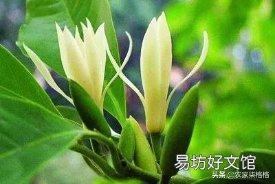 白兰花如何养护才能开花多又美?