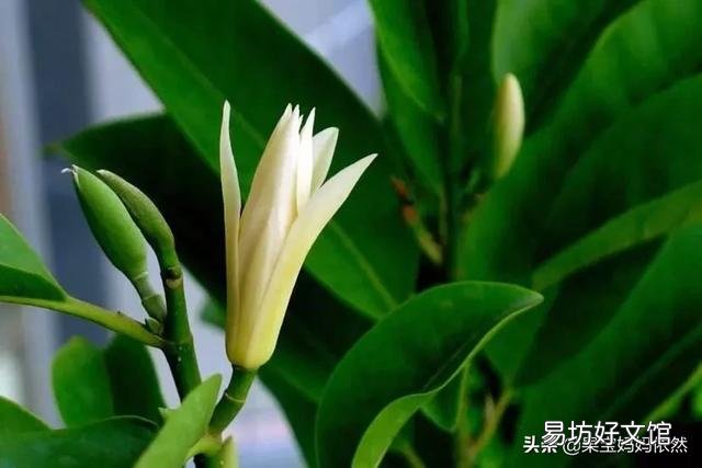 白兰花如何养护才能开花多又美?