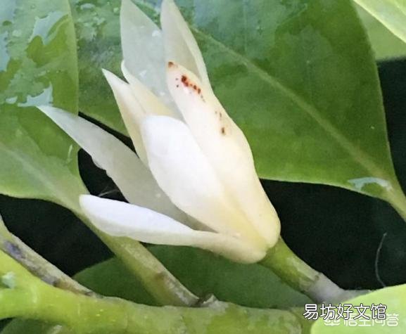 白兰花如何养护才能开花多又美?