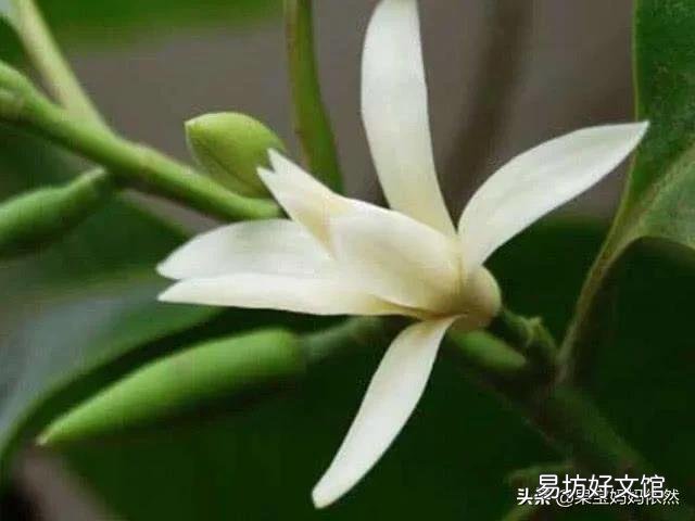 白兰花如何养护才能开花多又美?
