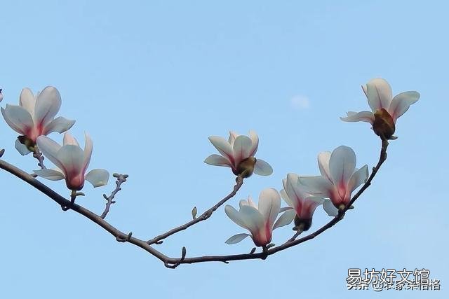 白兰花如何养护才能开花多又美?