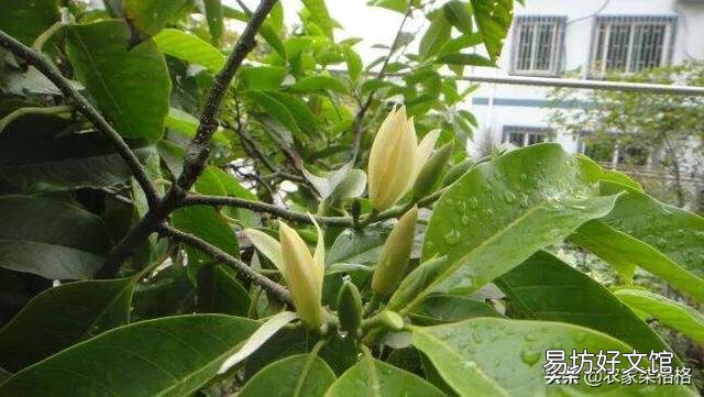 白兰花如何养护才能开花多又美?