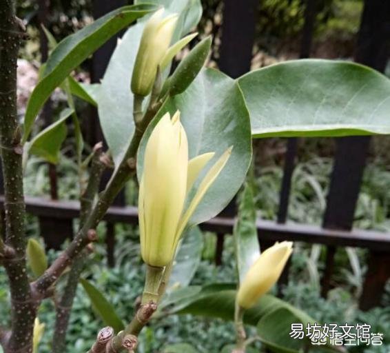 白兰花如何养护才能开花多又美?
