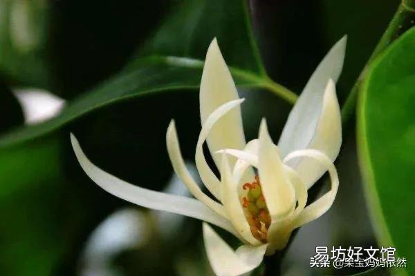 白兰花如何养护才能开花多又美?