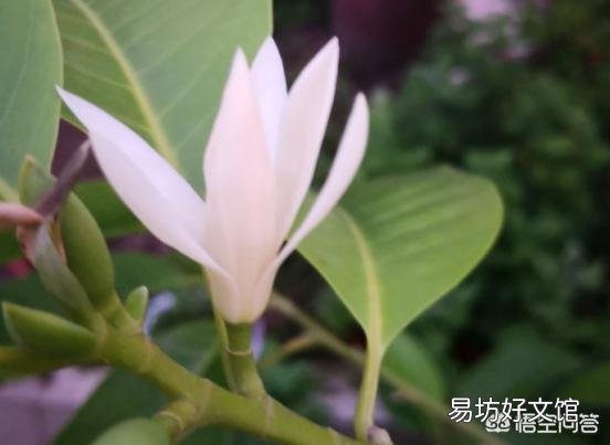 白兰花如何养护才能开花多又美?