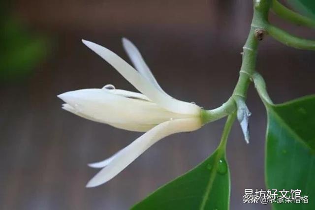 白兰花如何养护才能开花多又美?