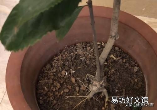 二月份种桂花树,该注意些什么?能浇水吗?