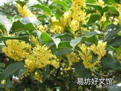 二月份种桂花树,该注意些什么?能浇水吗?