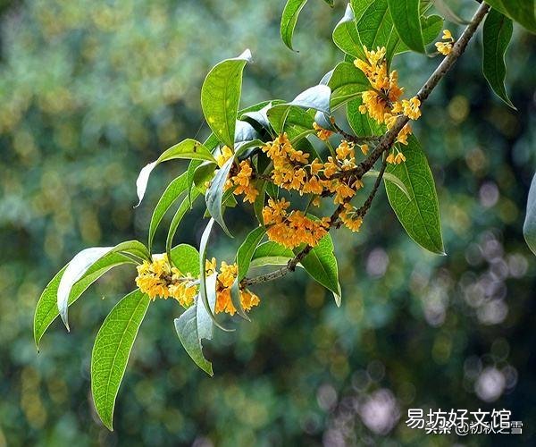 二月份种桂花树,该注意些什么?能浇水吗?