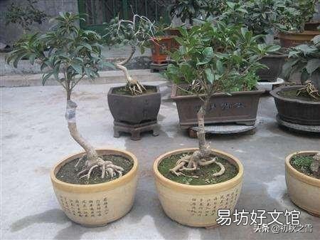 二月份种桂花树,该注意些什么?能浇水吗?