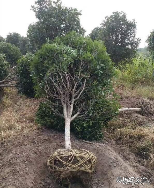二月份种桂花树,该注意些什么?能浇水吗?