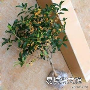 二月份种桂花树,该注意些什么?能浇水吗?