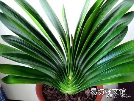 君子兰一个月不浇水会死吗?