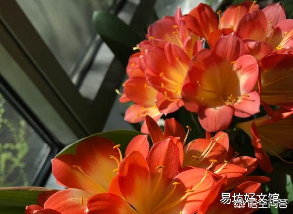 君子兰一个月不浇水会死吗?