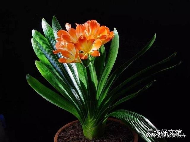 君子兰一个月不浇水会死吗?