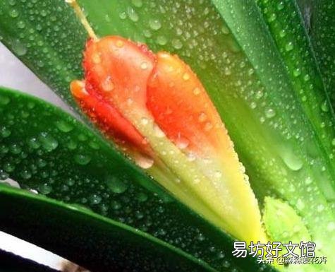 君子兰一个月不浇水会死吗?