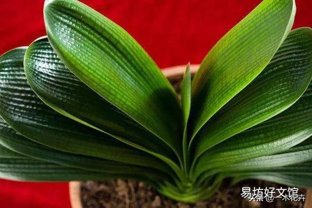君子兰一个月不浇水会死吗?