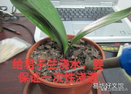 君子兰一个月不浇水会死吗?