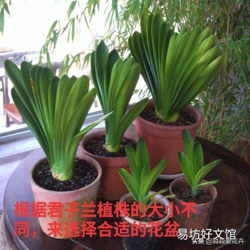 君子兰一个月不浇水会死吗?