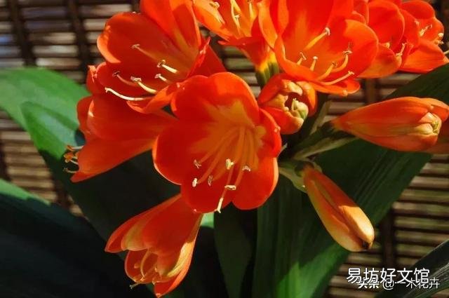 君子兰一个月不浇水会死吗?