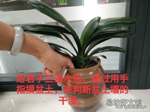 君子兰一个月不浇水会死吗?
