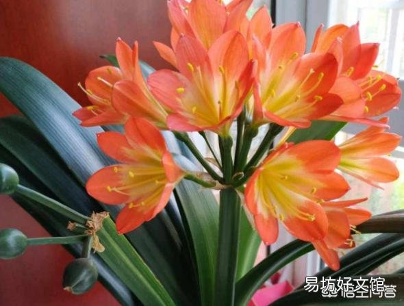 君子兰一个月不浇水会死吗?