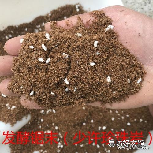 君子兰一个月不浇水会死吗?