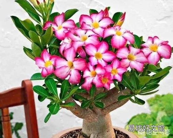 沙漠玫瑰只喷水能养活吗?