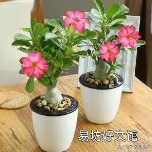 沙漠玫瑰只喷水能养活吗?