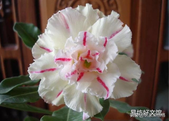 沙漠玫瑰只喷水能养活吗?